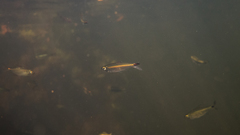 Bryconops tocantinensis