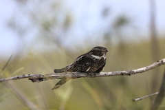 Chordeiles gundlachii