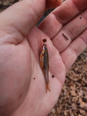 Chrosomus erythrogaster