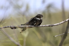 Chordeiles gundlachii