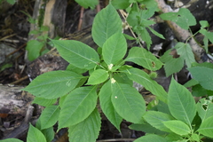 Impatiens parviflora