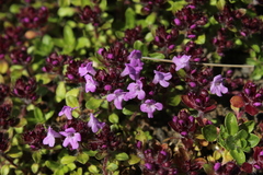 Thymus reverdattoanus