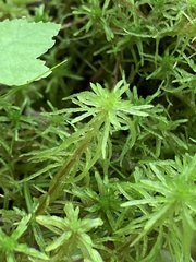 Sphagnum teres
