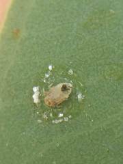 Psyllaephagus bliteus