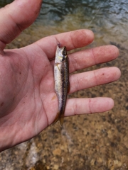 Clinostomus funduloides