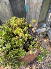 Sedum tetractinum