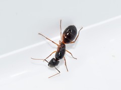 Camponotus sanctus