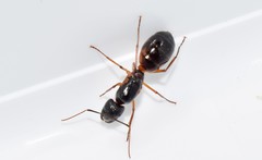 Camponotus sanctus