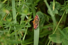 Pyrausta purpuralis