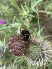 Bombus terrestris