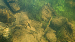 Bryconops tocantinensis