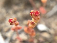 Crassula connata