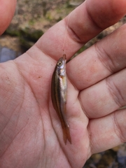 Chrosomus erythrogaster