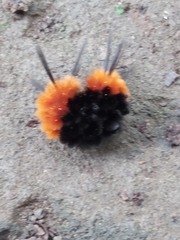 Turuptiana obliqua