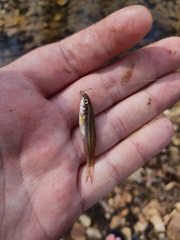 Chrosomus erythrogaster