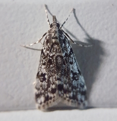 Scoparia resinodes