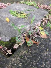 Hypoestes phyllostachya