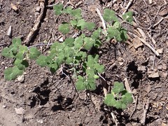 Ribes viscosissimum