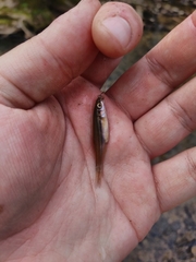 Chrosomus erythrogaster