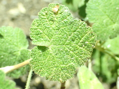 Ribes viscosissimum