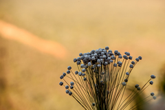 Paepalanthus chiquitensis