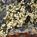 Helichrysum intermedium - Photo (c) michellelambert, μερικά δικαιώματα διατηρούνται (CC BY-NC), uploaded by michellelambert
