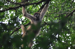 Brachyteles arachnoides