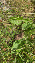 Maniola jurtina