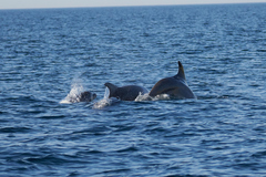Tursiops truncatus ponticus