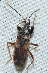 Eremocoris fenestratus