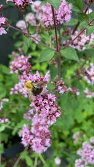 Bombus pascuorum