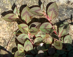 Persicaria capitata