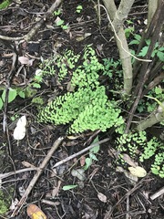 Adiantum poiretii