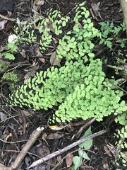 Adiantum poiretii
