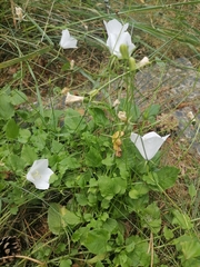 Campanula carpatica