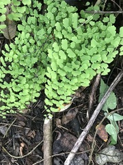 Adiantum poiretii
