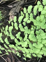 Adiantum poiretii