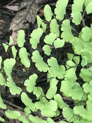 Adiantum poiretii