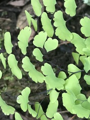 Adiantum poiretii