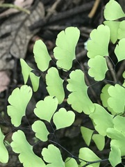 Adiantum poiretii