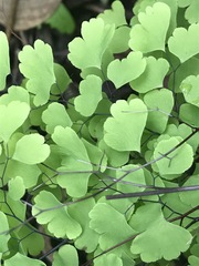 Adiantum poiretii