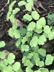 Adiantum poiretii