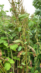 Rumex obtusifolius