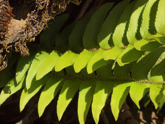 Polystichum imbricans imbricans