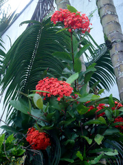 Ixora chinensis