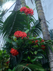 Ixora chinensis