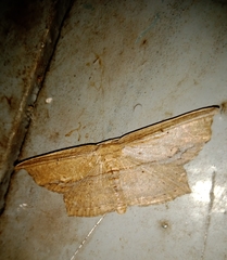 Phalacra vidhisara