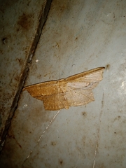 Phalacra vidhisara