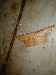 Phalacra vidhisara