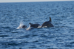 Tursiops truncatus ponticus